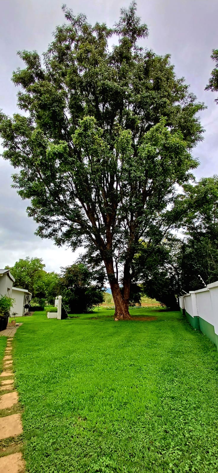 Large tree on the lodge grounds