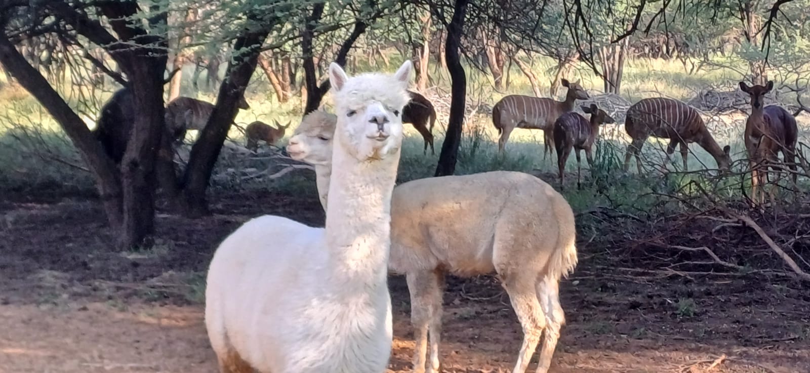 Animals in the bushveld