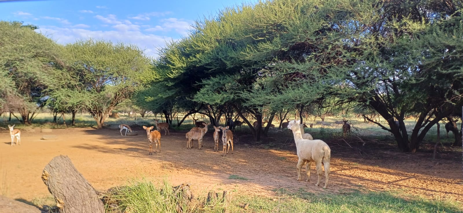 Wildlife near the lodge